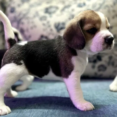 Beagle puppies for sale in Vijayawada