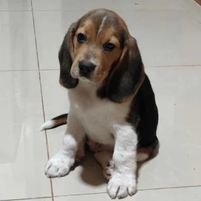 Beagle puppies for sale in Vijayawada