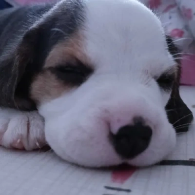 Beagle puppies for sale in Bikaner