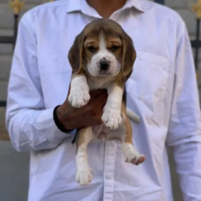 Beagle puppies for sale in Bikaner