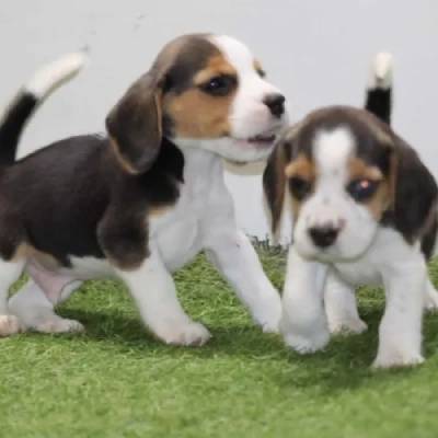 Beagle puppies for sale in Bikaner