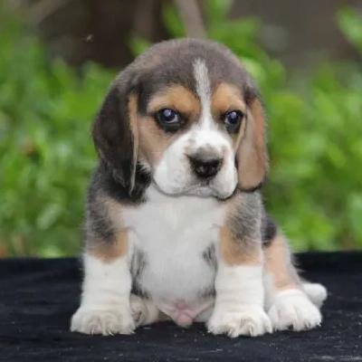 Beagle puppies for sale in Vijayawada