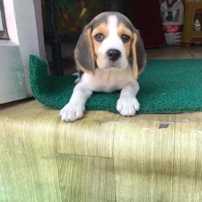 Beagle puppies for sale in Vijayawada