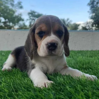 Beagle puppies for sale in Bikaner