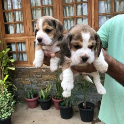 Beagle puppies for sale in Udaipur