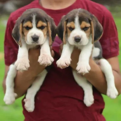 Beagle puppies for sale in Ajmer