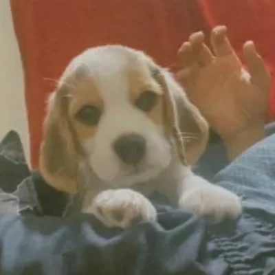 Beagle puppies for sale in Udaipur