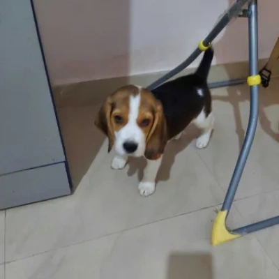 Beagle puppies for sale in Kota