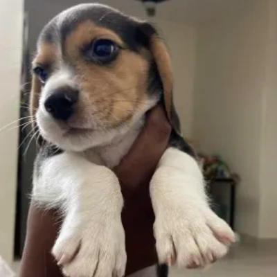 Beagle puppies for sale in Kota