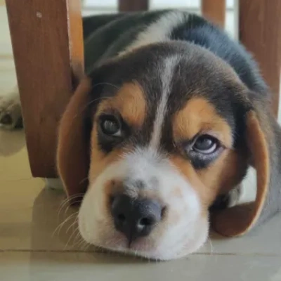 Beagle puppies for sale in Udaipur