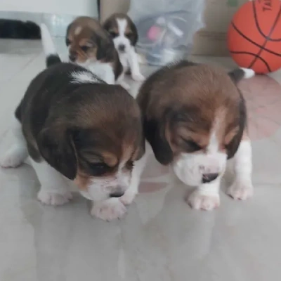 Beagle puppies for sale in Vijayawada