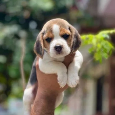 Beagle puppies for sale in Bikaner