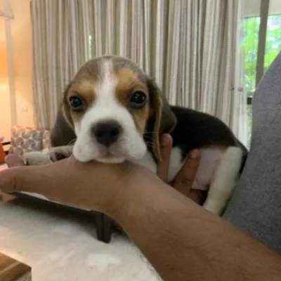 Beagle puppies for sale in Vijayawada