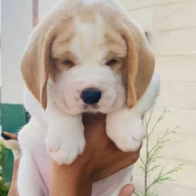 Beagle puppies for sale in Bikaner