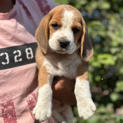 Beagle puppies for sale in Jodhpur