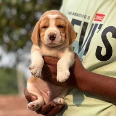 Beagle puppies for sale in Ajmer