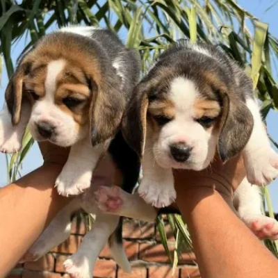 Beagle puppies for sale in Kota