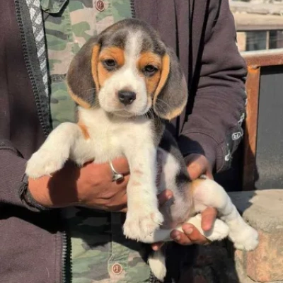 Beagle puppies for sale in Vijayawada