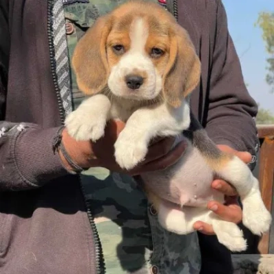 Beagle puppies for sale in Vijayawada