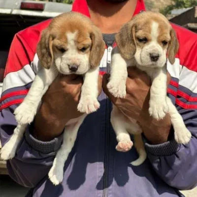 Beagle puppies for sale in Udaipur