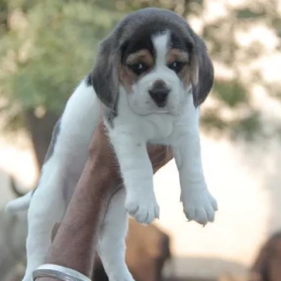 Beagle puppies for sale in Vijayawada