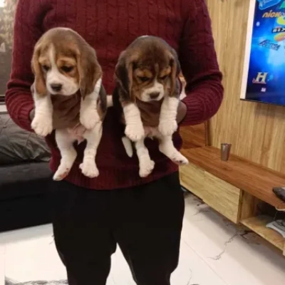 Beagle puppies for sale in Udaipur