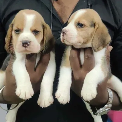 Beagle puppies for sale in Udaipur