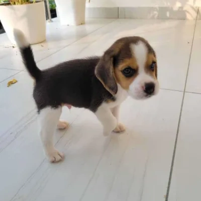 Beagle puppies for sale in Vijayawada