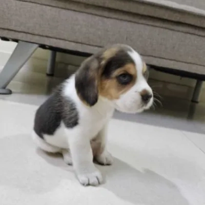 Beagle puppies for sale in Udaipur