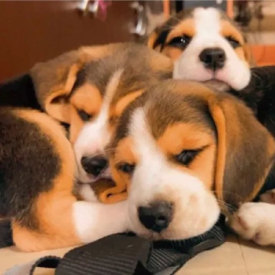 Beagle puppies for sale in Ajmer