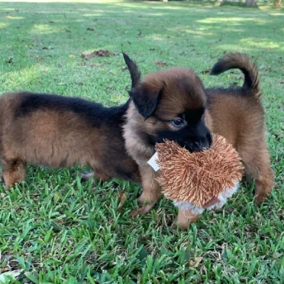 Belgian Malinois puppies for sale in Bikaner