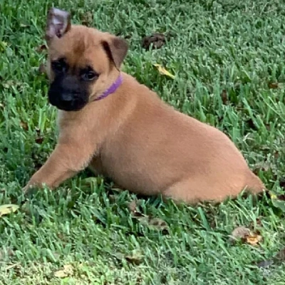 Belgian Malinois puppies for sale in Vijayawada