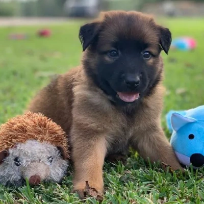 Belgian Malinois puppies for sale in Vijayawada