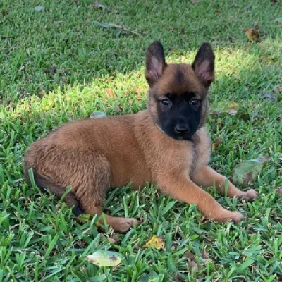 Belgian Malinois puppies for sale in Bikaner