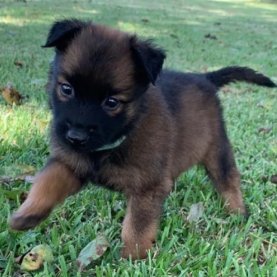 Belgian Malinois puppies for sale in Bikaner