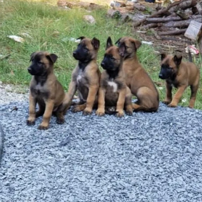 Belgian Malinois puppies for sale in Vijayawada