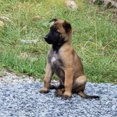 Belgian Malinois puppies for sale in Bikaner