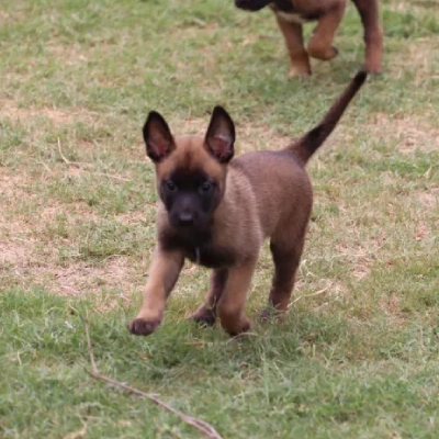 Belgian Malinois puppies for sale in Vijayawada