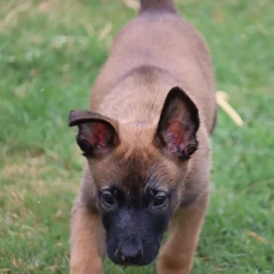 Belgian Malinois puppies for sale in Bikaner