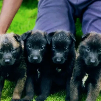 Belgian Malinois puppies for sale in Bikaner