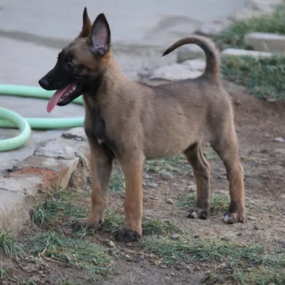 Belgian Shepherd puppies for sale in Udaipur