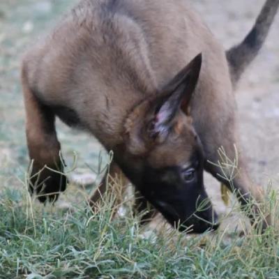 Belgian Shepherd puppies for sale in Bikaner