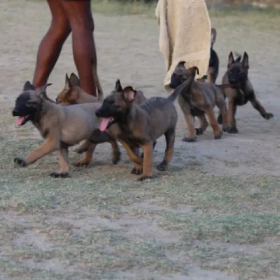 Belgian Shepherd puppies for sale in Ajmer