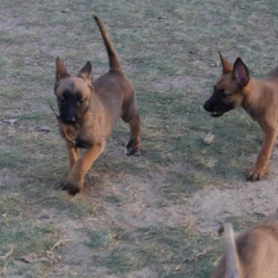 Belgian Shepherd puppies for sale in Bikaner