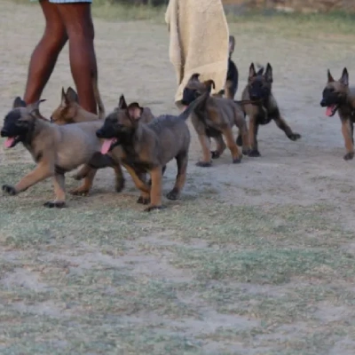 Belgian Shepherd puppies for sale in Jodhpur