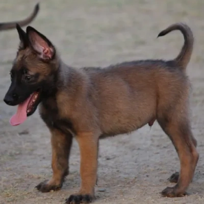 Belgian Shepherd puppies for sale in Udaipur