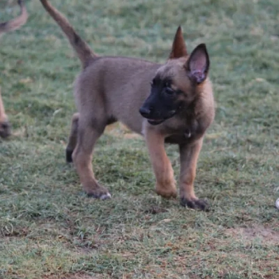 Belgian Shepherd puppies for sale in Udaipur