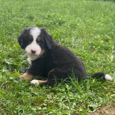 Bernese Mountain puppies for sale in Vijayawada