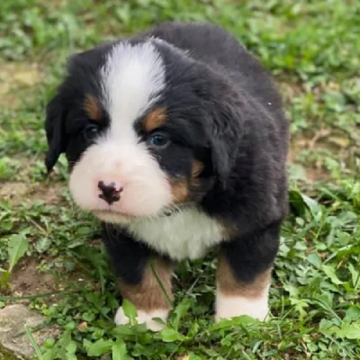 Bernese Mountain puppies for sale in Vijayawada