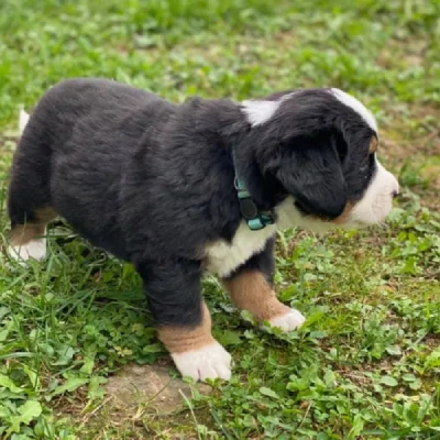 Bernese Mountain puppies for sale in Vijayawada